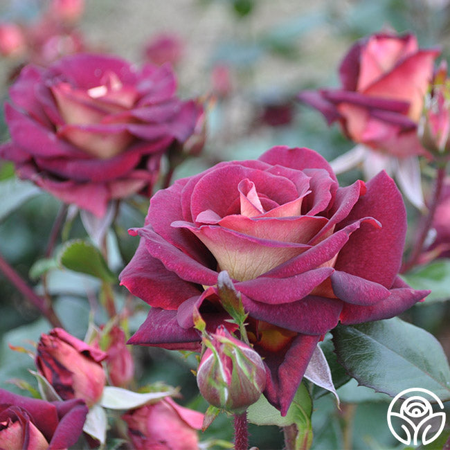 Rose - Dark Night