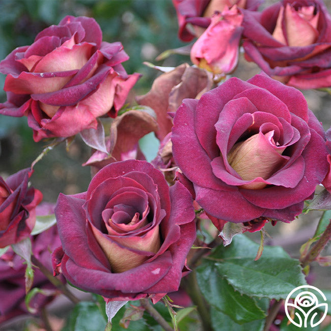 Rose - Dark Night