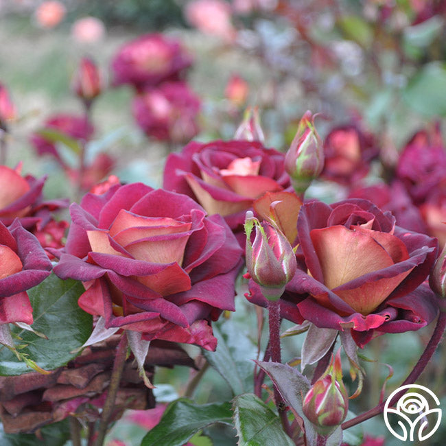 Rose - Dark Night