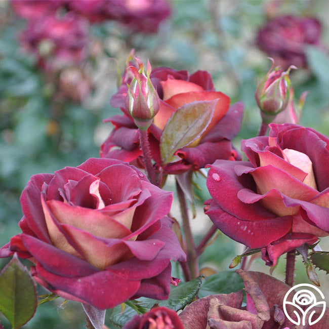 Rose - Dark Night