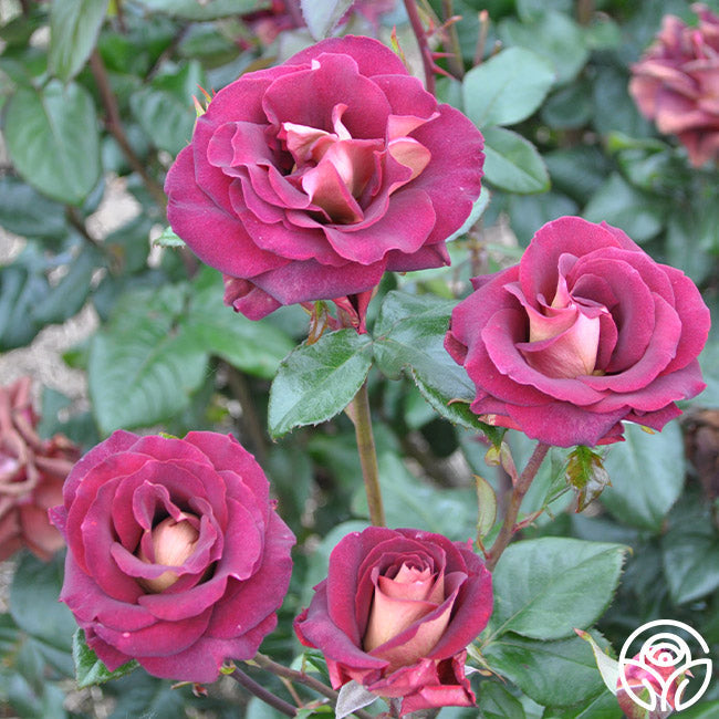 Rose - Dark Night