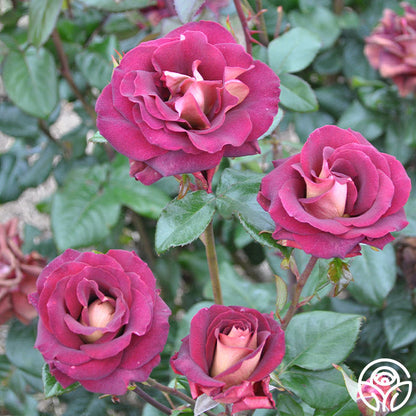 Rose - Dark Night