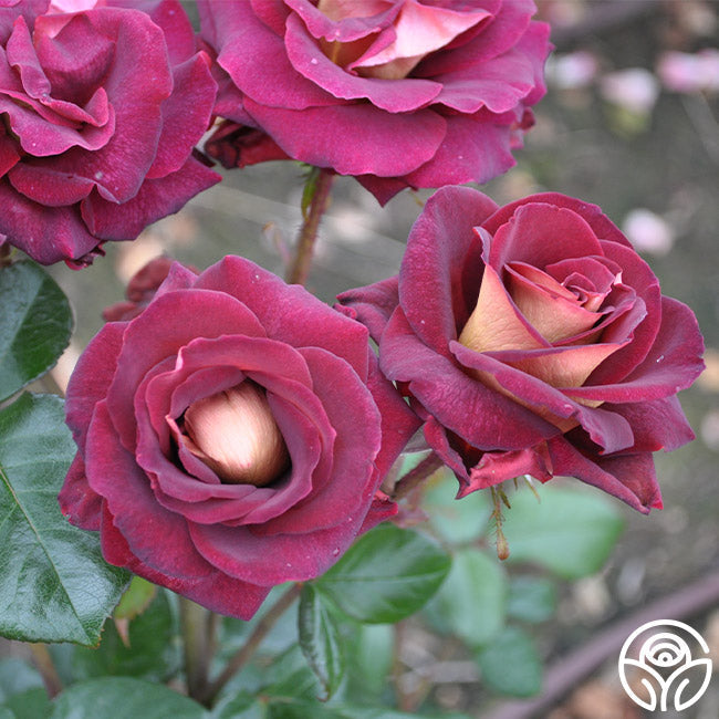 Rose - Dark Night