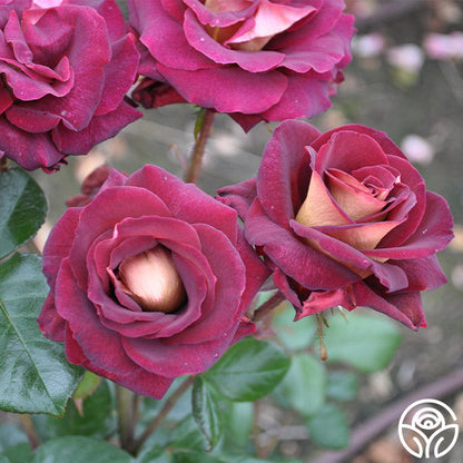 Rose - Dark Night