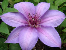 Load image into Gallery viewer, Clematis &#39;Candy Stripe&#39;
