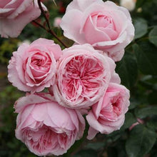 Load image into Gallery viewer, Rose - Climbing - Kiss Me Kate
