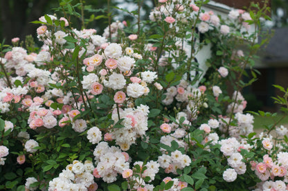 Rose - Climbing - Perfume Breeze