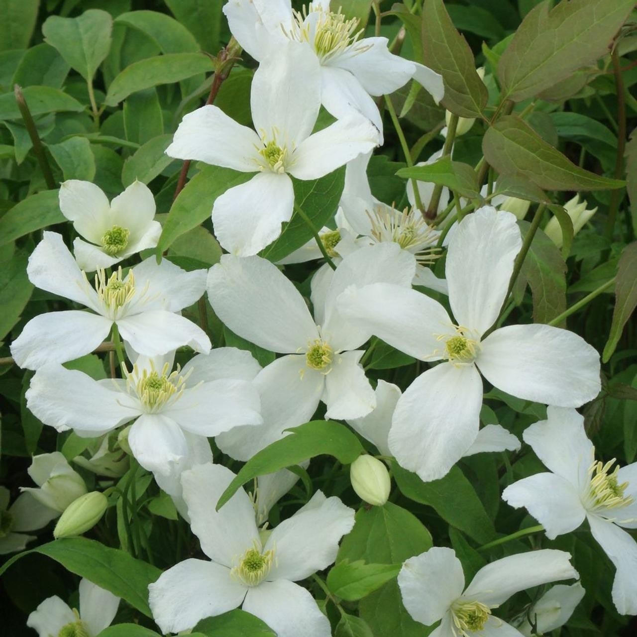 Clematis 'Montana Grandiflora' - Fragrant