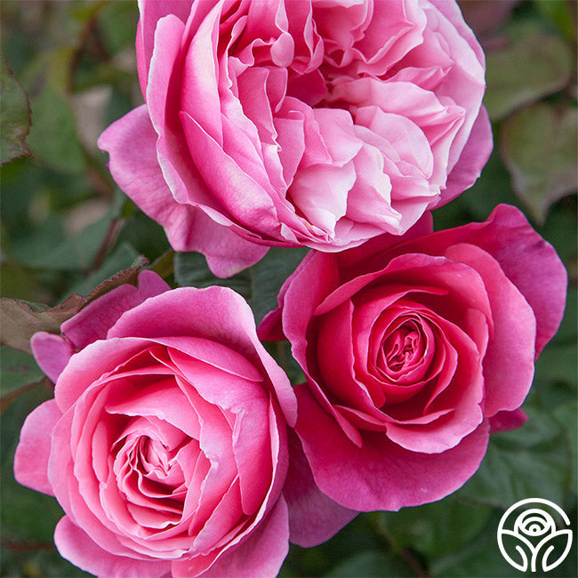 Rose - Dee-Lish