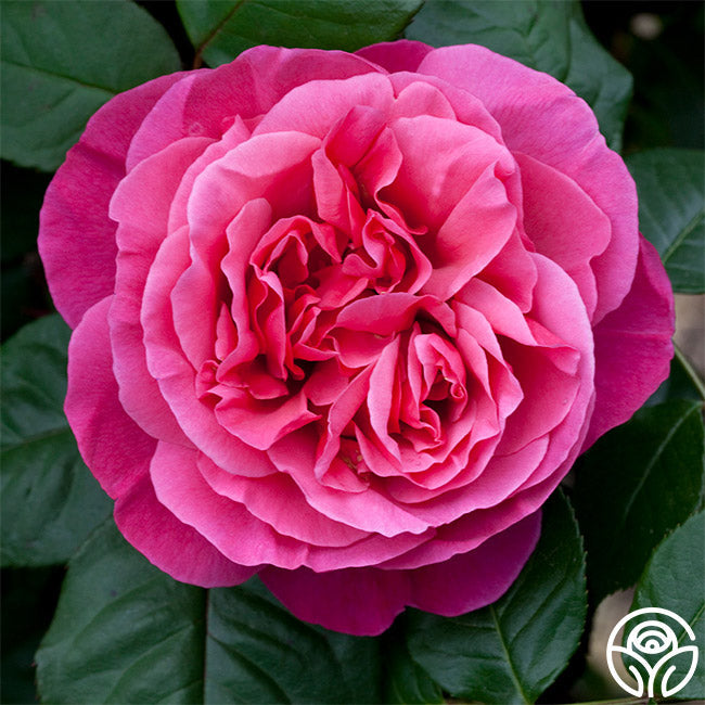 Rose - Dee-Lish