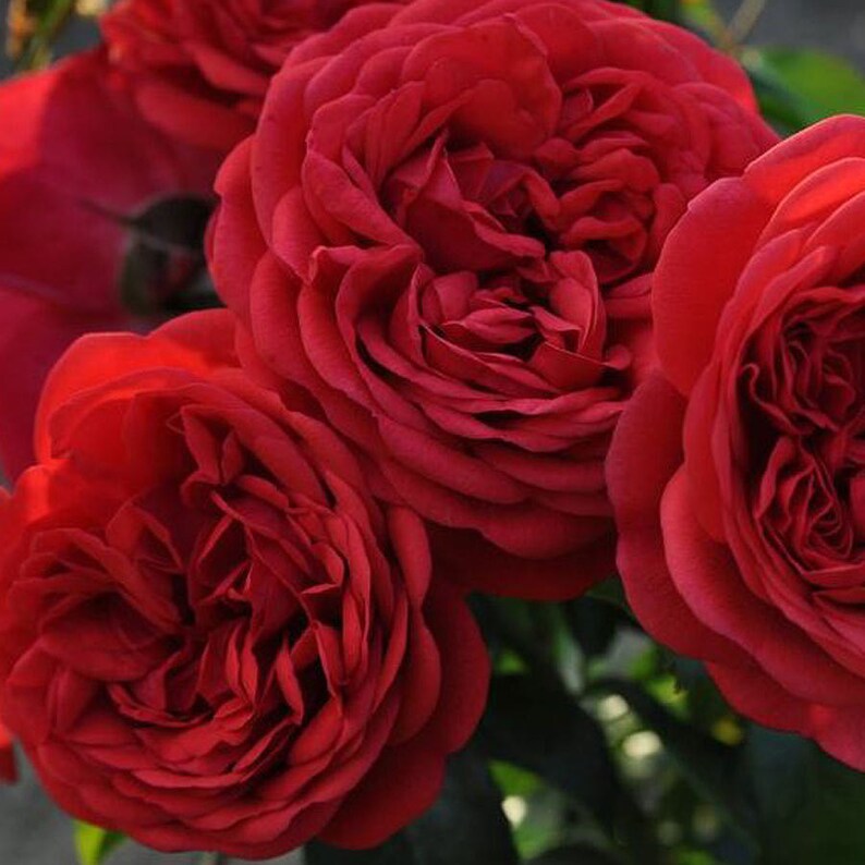 Rose - Climbing - Florentina