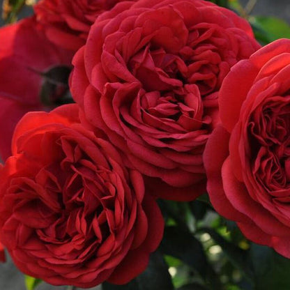Rose - Climbing - Florentina