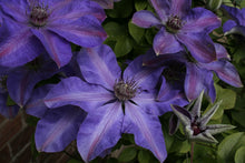Load image into Gallery viewer, Clematis &#39;Elsa Spath&#39; - 9 inch Flowers!

