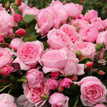 Load image into Gallery viewer, Rose - Climbing - Kiss Me Kate
