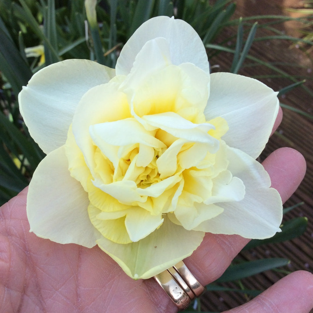 Daffodil - Bundle of Fluffles