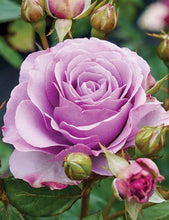 Load image into Gallery viewer, Rose - Climbing - Quick Silver
