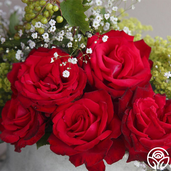 Rose - Sunbelt Desmond Tutu