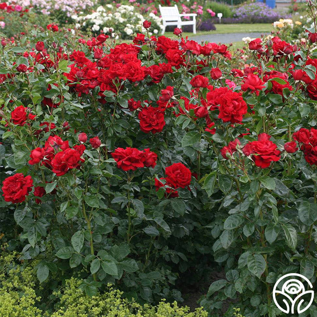Rose - Sunbelt Desmond Tutu