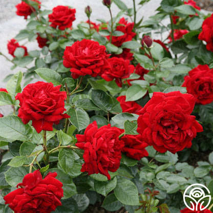 Rose - Sunbelt Desmond Tutu