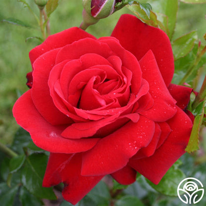 Rose - Sunbelt Desmond Tutu