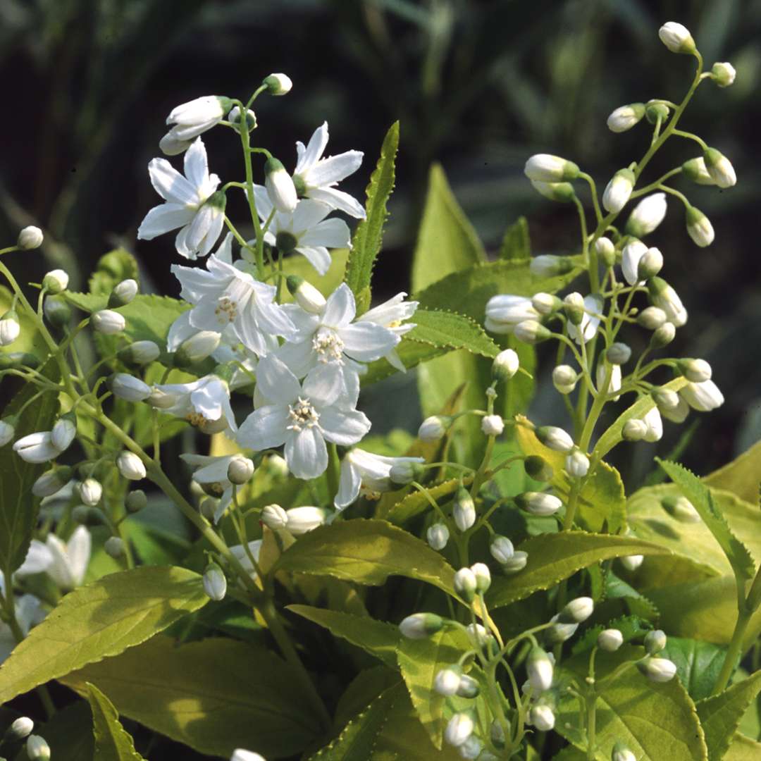 Deutzia 'Duncan'