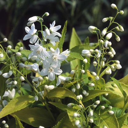 Deutzia 'Duncan'