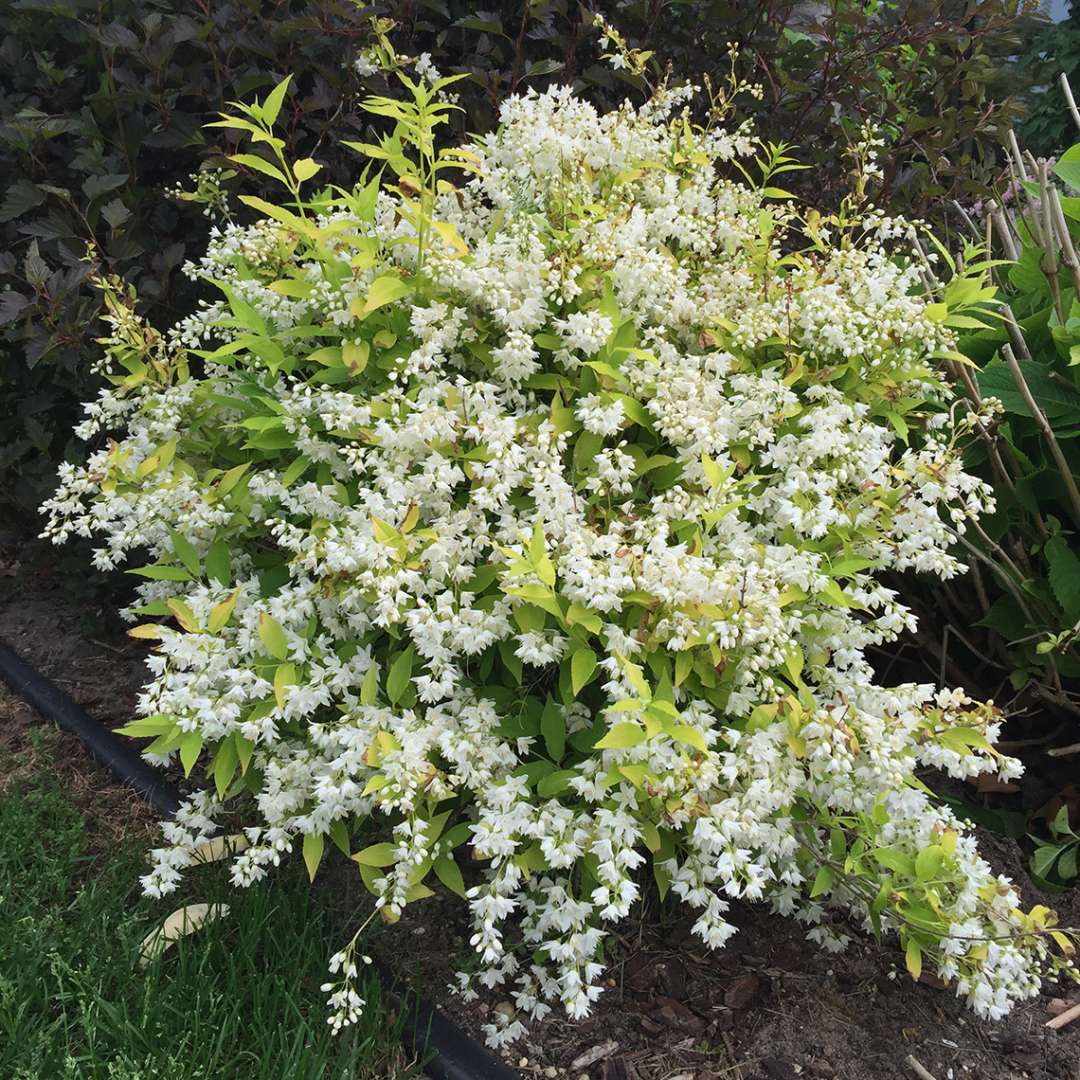 Deutzia 'Duncan'