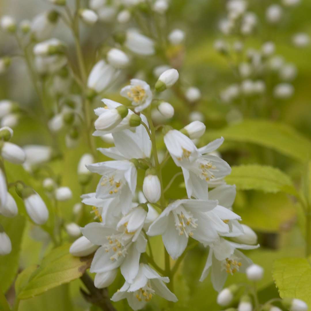 Deutzia 'Duncan'