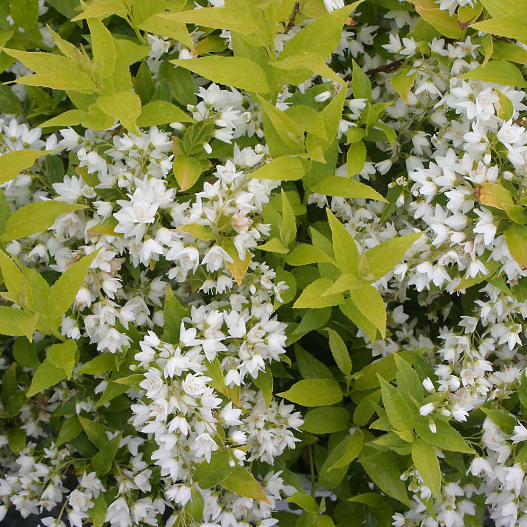 Deutzia 'Duncan'