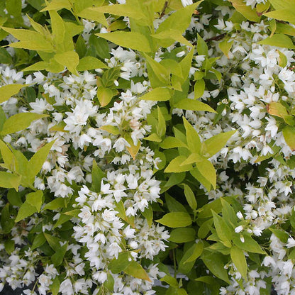 Deutzia 'Duncan'