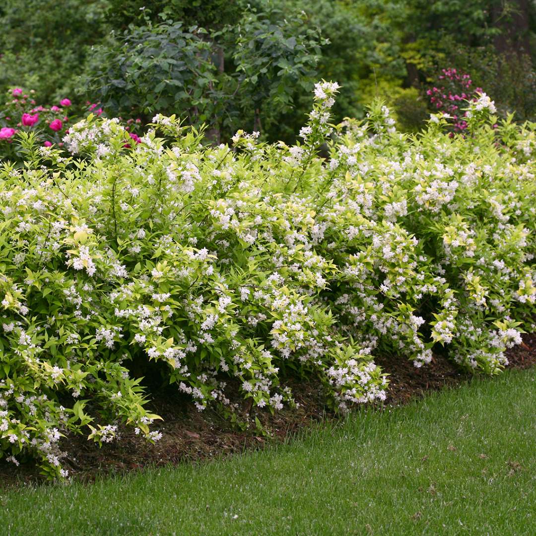 Deutzia 'Duncan'