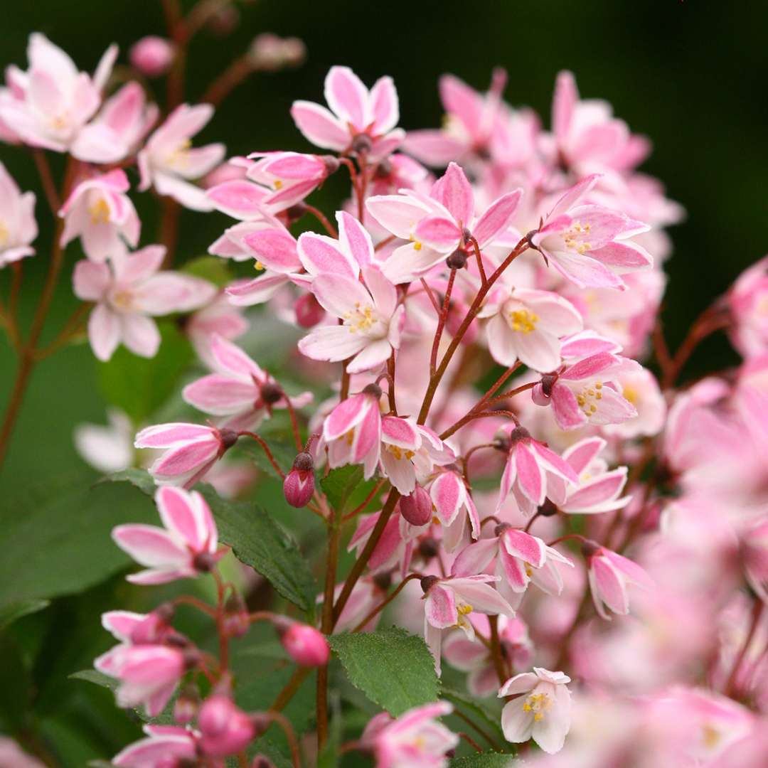 Deutzia 'NCDX2'