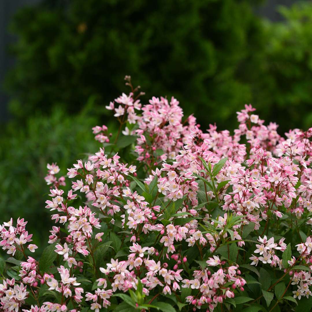 Deutzia 'NCDX2'