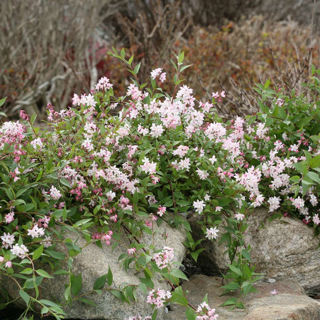 Deutzia 'NCDX2'