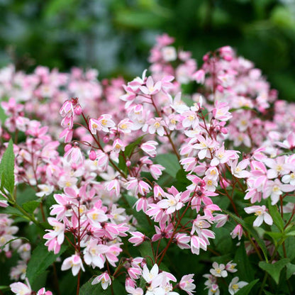 Deutzia 'NCDX2'