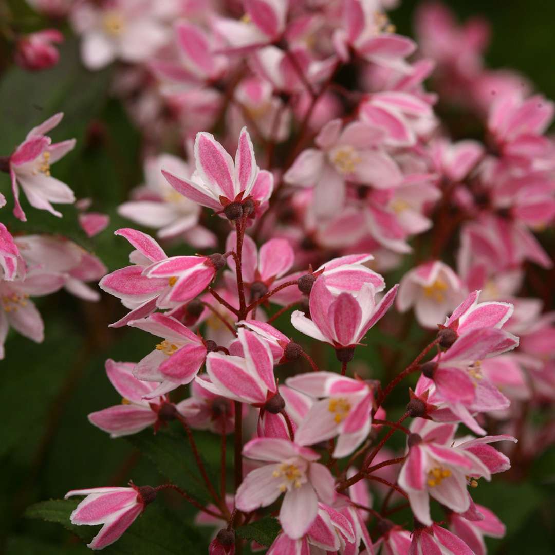 Deutzia 'NCDX2'