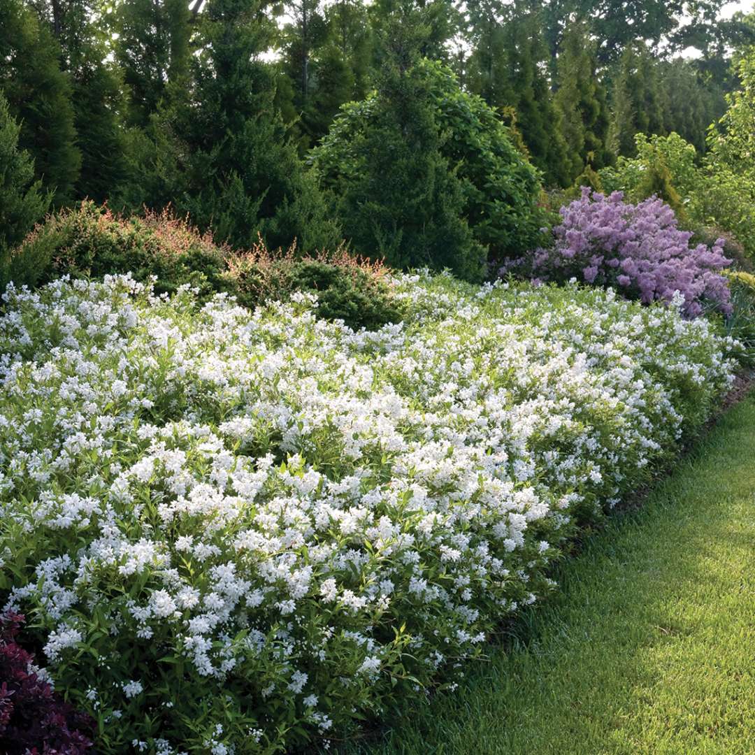 Deutzia 'NCDX1'