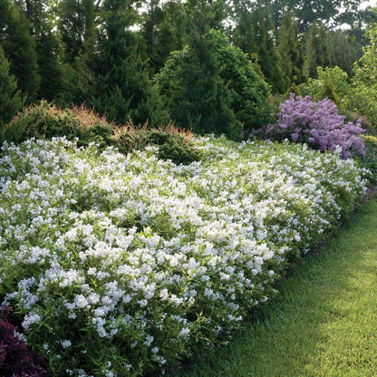 Deutzia 'NCDX1'