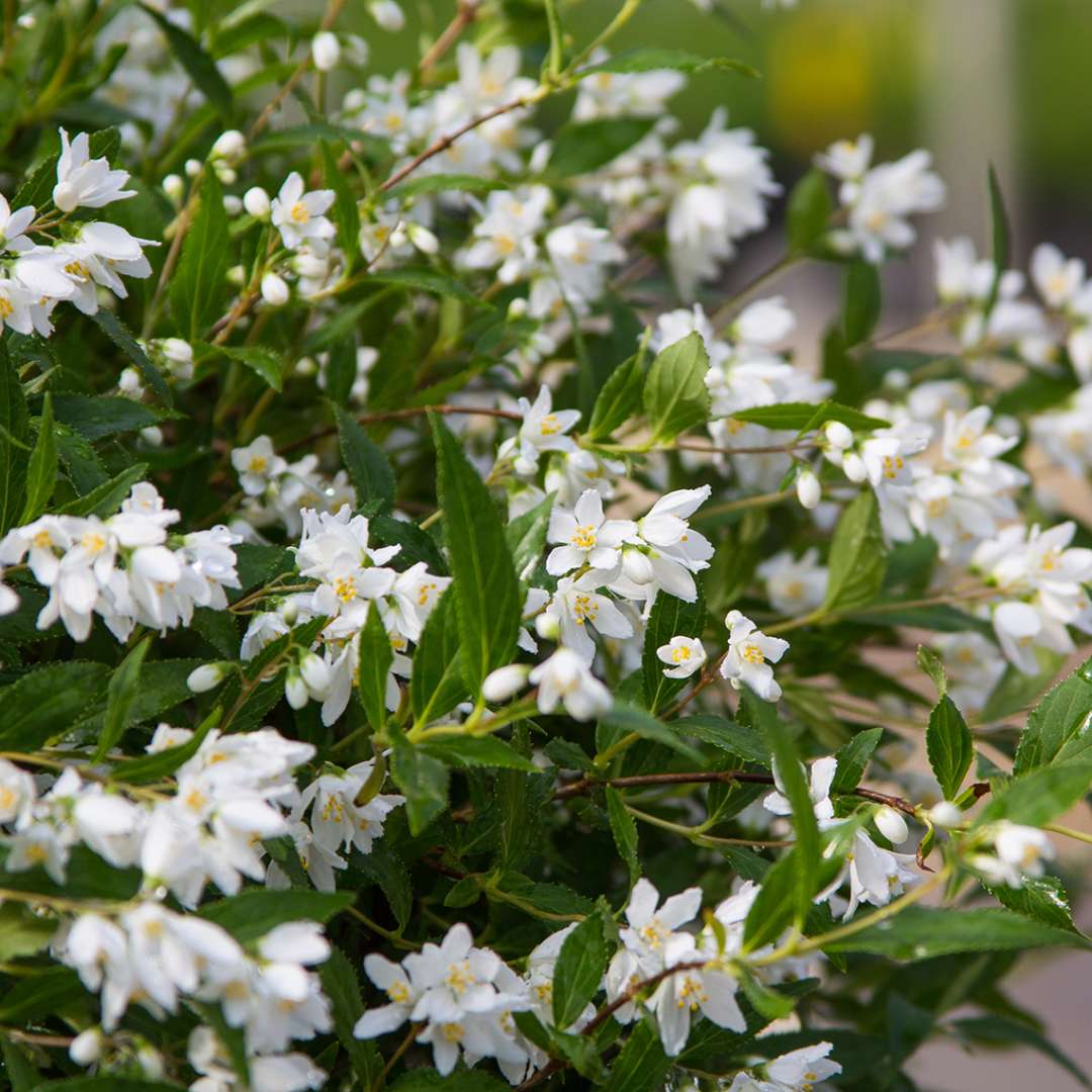 Deutzia 'NCDX1'
