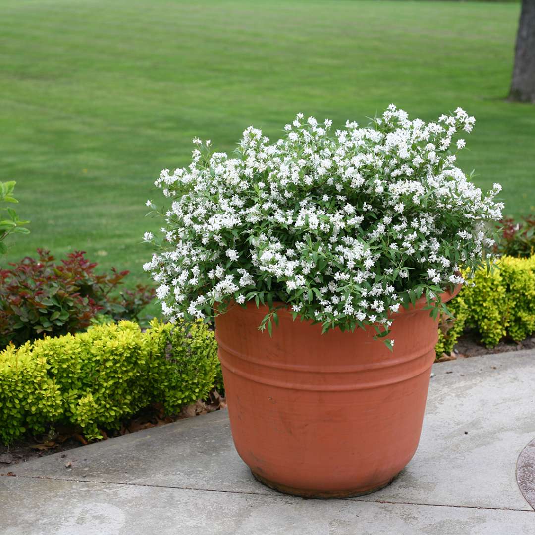 Deutzia 'NCDX1'