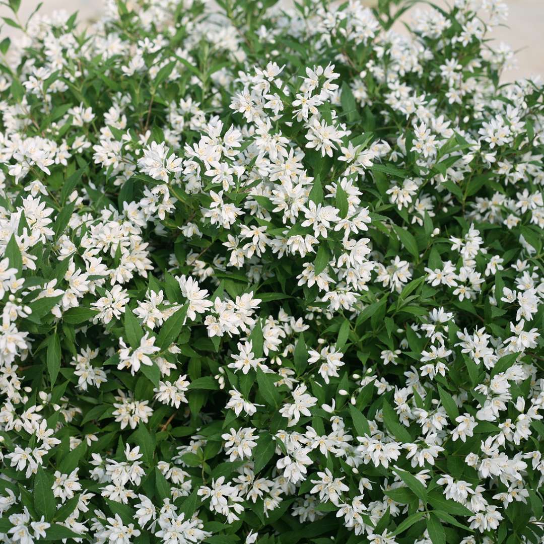 Deutzia 'NCDX1'