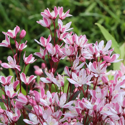Deutzia × 'SMNDXI'