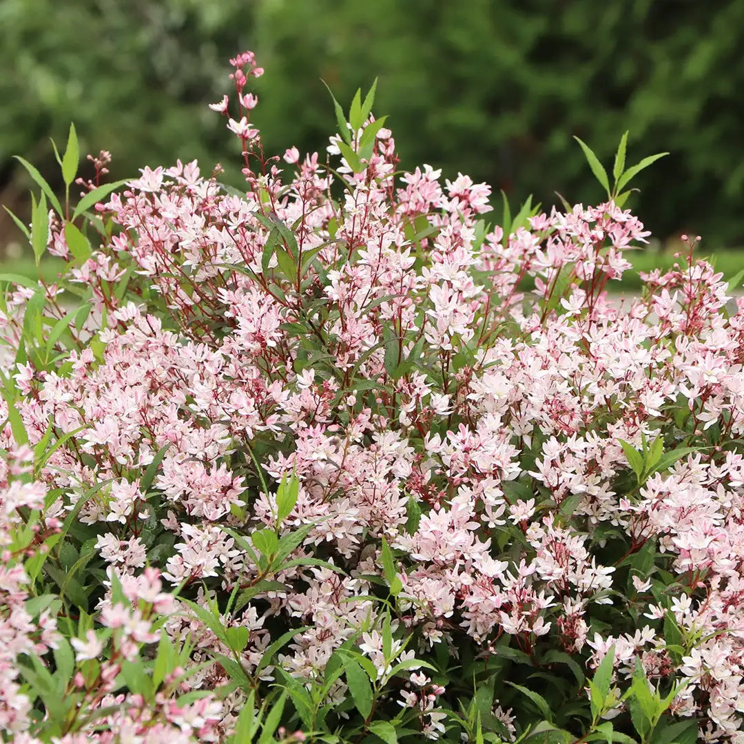 Deutzia × 'SMNDXI'