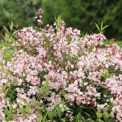 Deutzia × 'SMNDXI'
