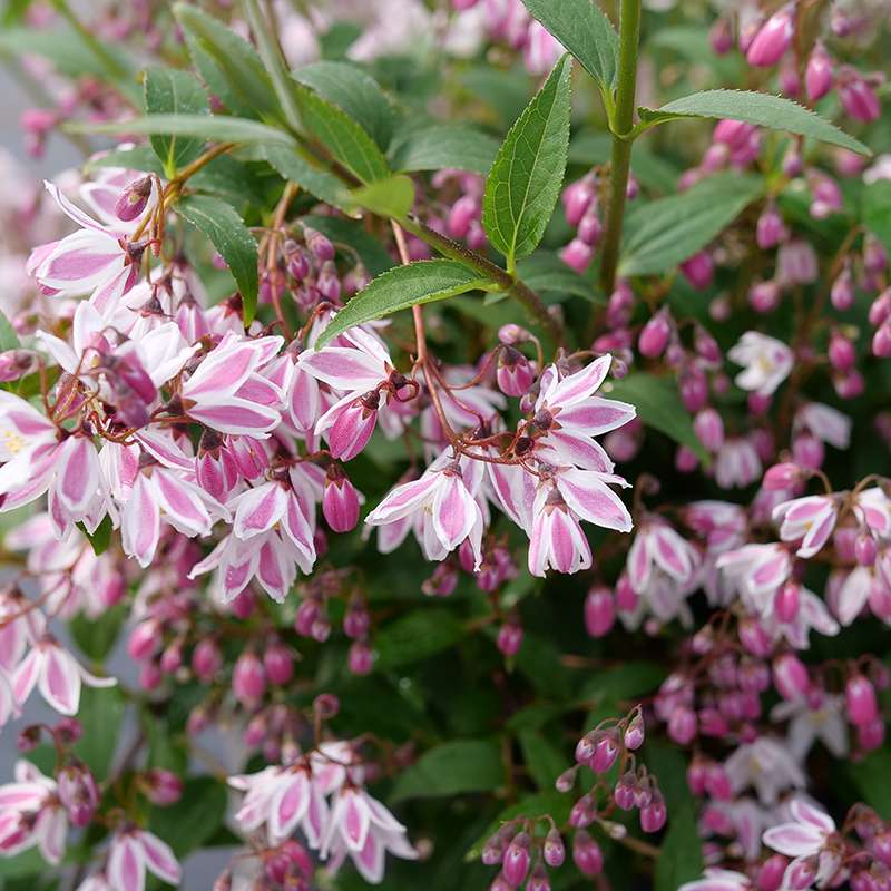 Deutzia 'NCDX3'