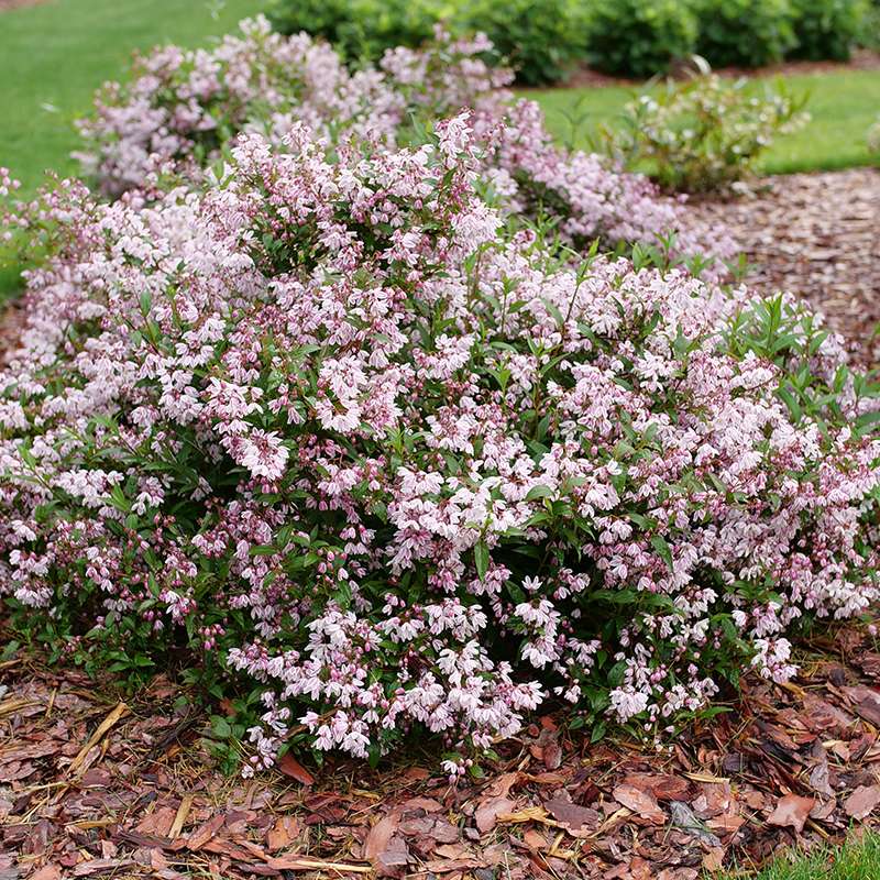 Deutzia 'NCDX3'