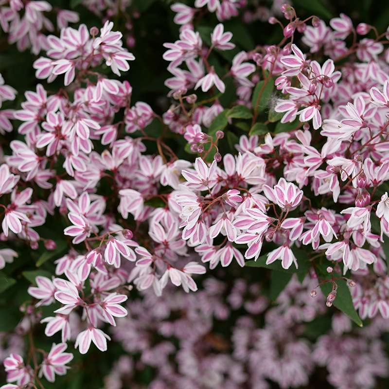 Deutzia 'NCDX3'