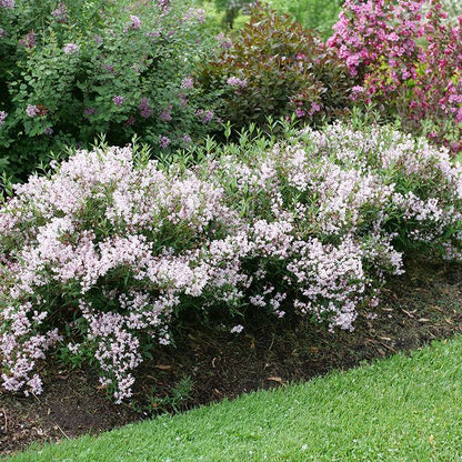 Deutzia 'NCDX3'