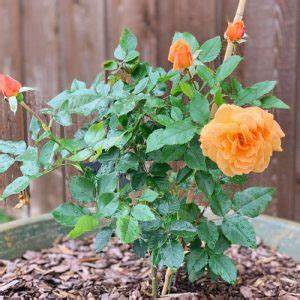 Rose - Climbing - Tangerine Skies