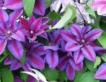 Load image into Gallery viewer, Clematis - Dusk Star - Velvet Satin Shine
